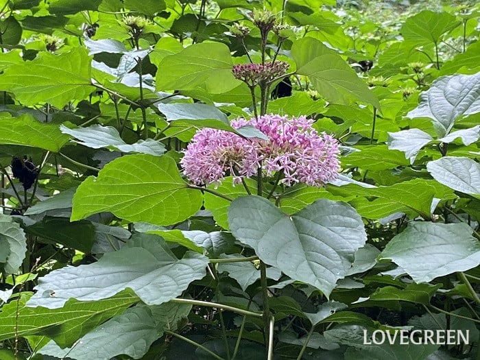 ボタンクサギ ボタンクサギ