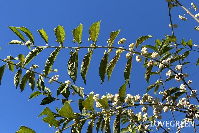 ムラサキシキブの育て方・栽培方法 | LOVEGREEN(ラブグリーン)