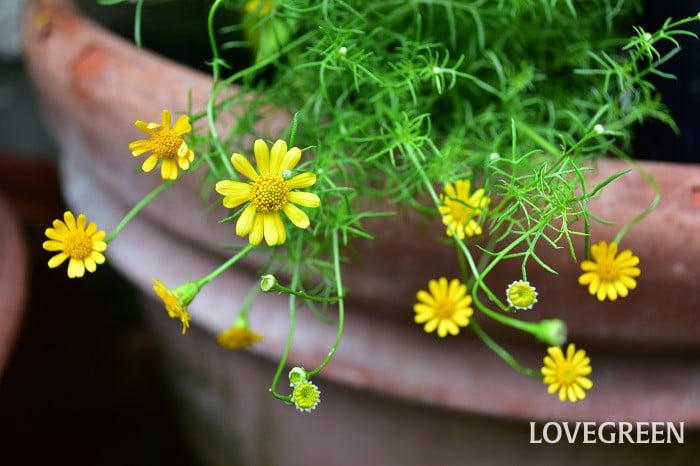 ダールベルグデージー2 ダールベルグデージー