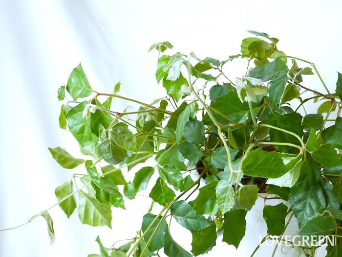 エレンダニカ小 おすすめの観葉植物の種類|草本(木にならない種類)12種