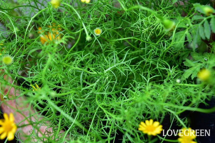 ダールベルグデージー3 ダールベルグデージー