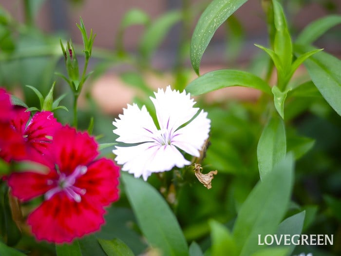 ナデシコ4小 ナデシコ(撫子)の花言葉