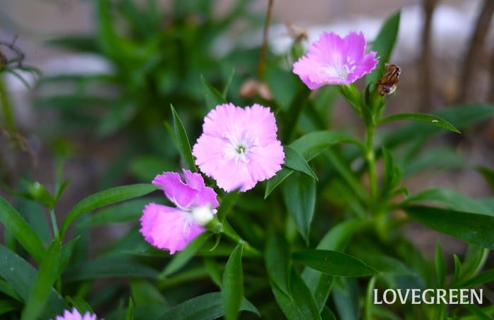 ナデシコ5小 ナデシコ(撫子)の花の咲く季節