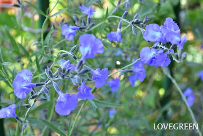 サルビア・アズレア4 サルビア・アズレア