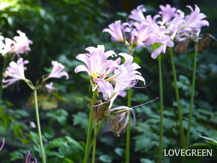 ナツズイセン小 ほったらかしで毎年咲く花|ナツズイセン