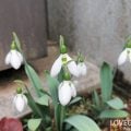 ほったらかしで毎年咲く花|スノードロップ