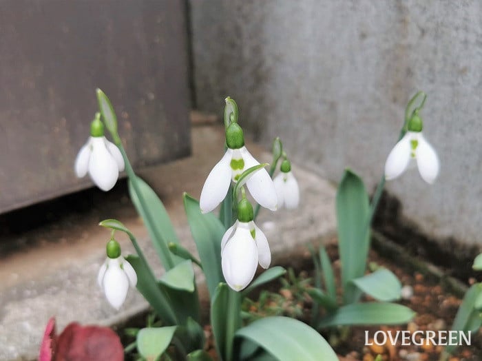 スノードロップ小 ほったらかしで毎年咲く花|スノードロップ