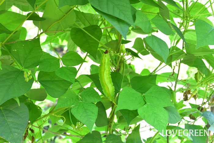 四角豆3 四角豆(シカクマメ)