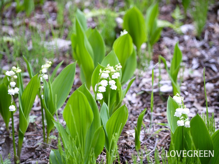 スズラン小 育てやすい多年草|スズラン
