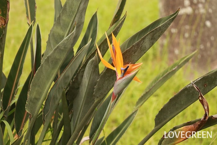 ゴクラクチョウ ゴクラクチョウ