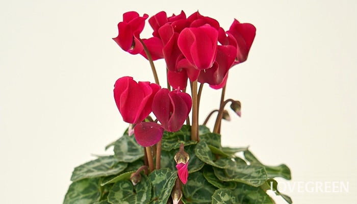 ガーデンシクラメン