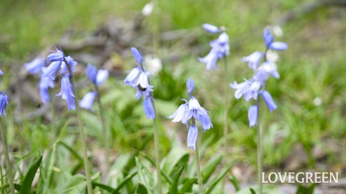 【園芸用語】一年草、多年草、宿根草とは？違いや意味、特徴を解説