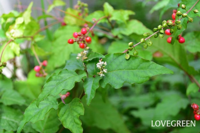 ジュズサンゴピンク3 ジュズサンゴ 桃玉