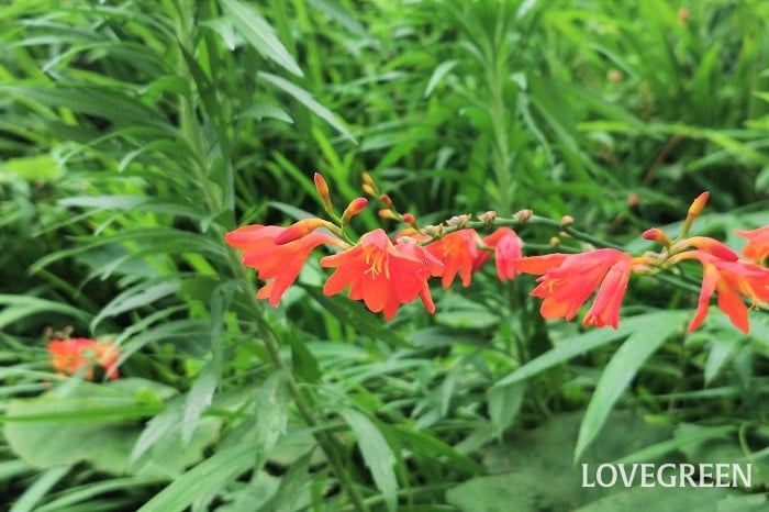 クロコスミア小 育てやすい多年草|クロコスミア