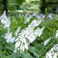 多年草とは?一年草や宿根草との違い、育てやすい花やハーブの種類一覧