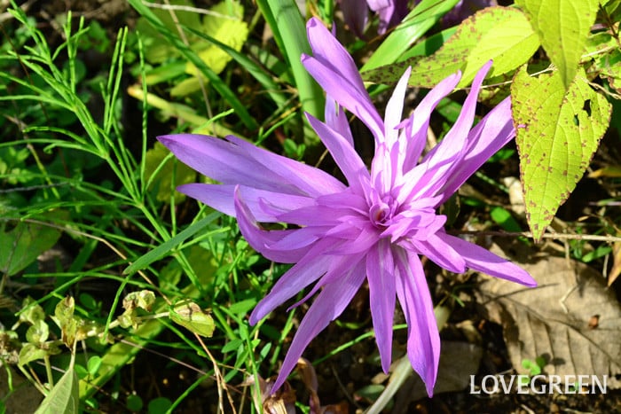 コルチカム コルチカム イヌサフラン