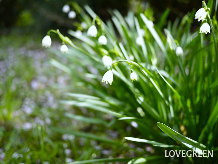 スノーフレーク小 育てやすい多年草|スノーフレーク