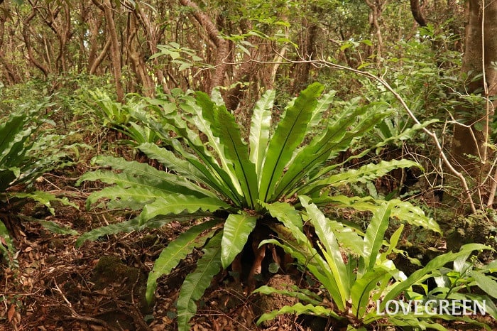オオタニワタリ オオタニワタリ