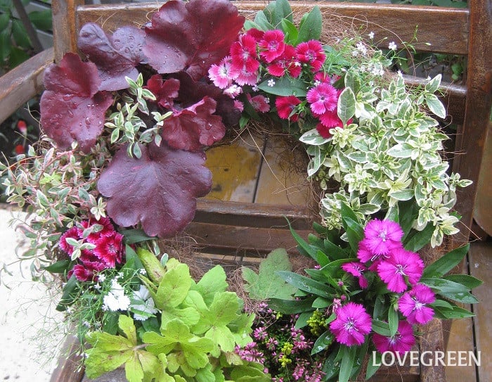 寄せ植え　リース　ヒューケラ