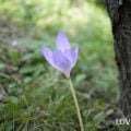 ほったらかしで毎年咲く花|コルチカム