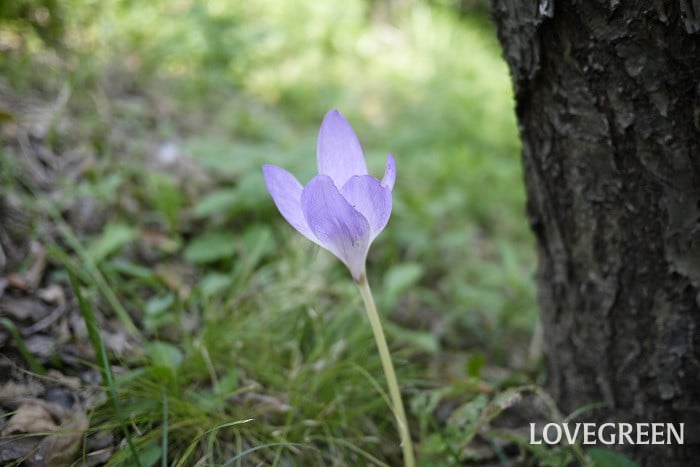 コルチカム小 ほったらかしで毎年咲く花|コルチカム
