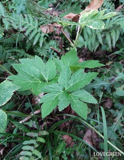 明日葉 アシタバ 明日葉 アシタバ