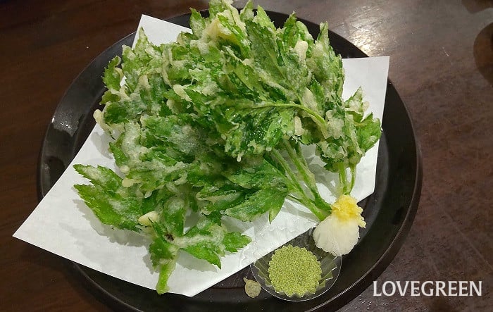 明日葉 アシタバ 明日葉 アシタバ