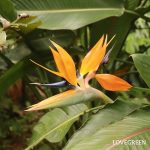 IMG_0900-150x150.jpg?v=1696498366