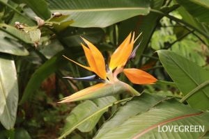 ストレリチア（極楽鳥花）の花言葉｜種類、花の特徴、名前や花言葉の
