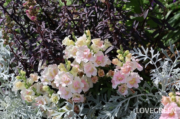 キンギョソウ キンギョソウ