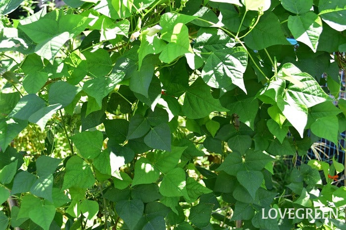 四角豆4 四角豆(シカクマメ)