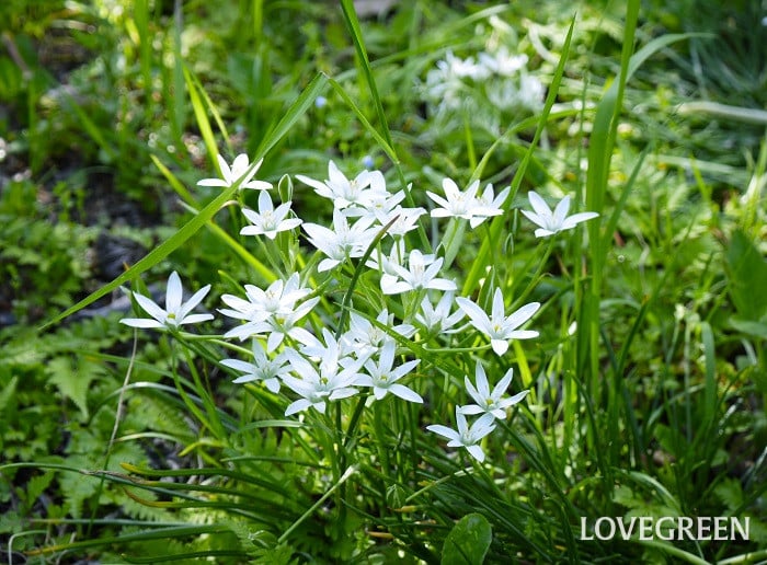 オーニソガラム オオアマナ 育てやすい多年草|オオアマナ