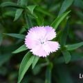 ナデシコ(撫子)とは?花言葉、種類、季節、季語、育て方まで