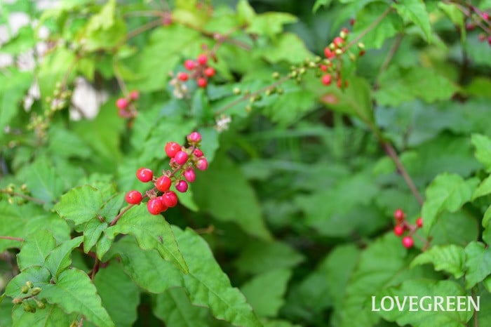 ジュズサンゴピンク1 ジュズサンゴ ピンク