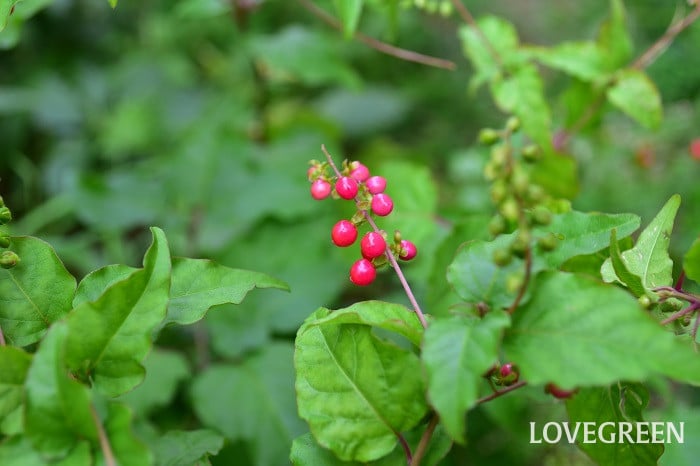 ジュズサンゴピンク4 ジュズサンゴ 桃玉