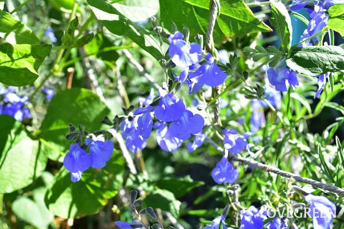 サルビア・アズレア サルビア・アズレア