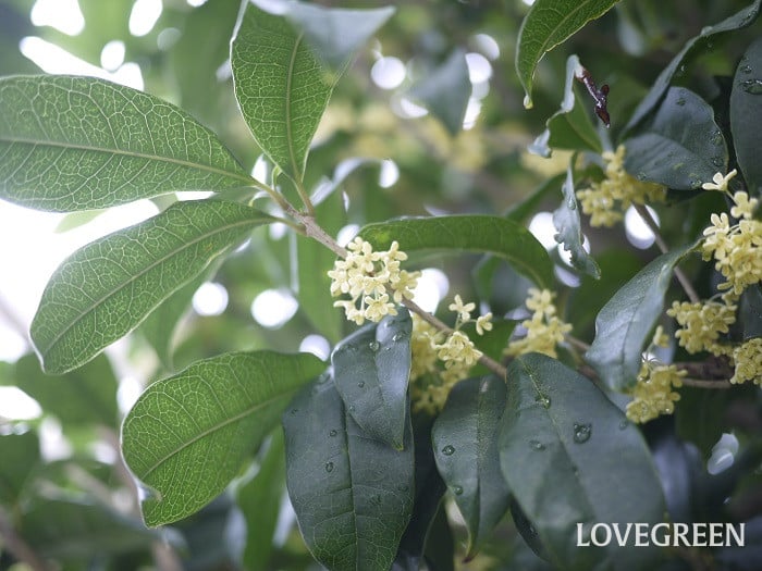 銀木犀1小 銀木犀(ギンモクセイ)