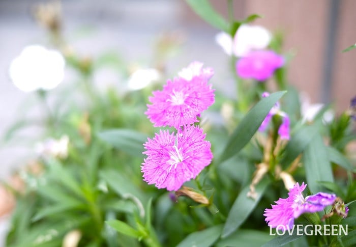 ナデシコ2小 ナデシコ(撫子)とは?基本情報