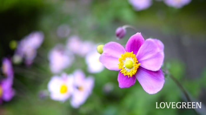 ほったらかしで毎年咲く花一覧｜初心者さんにもおすすめ47種！