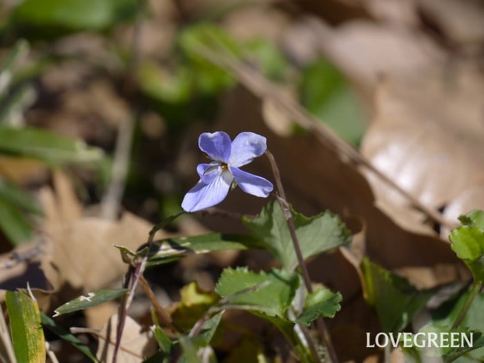 タチツボスミレ小 タチツボスミレ
