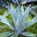 アガベ