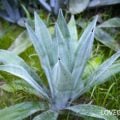 アガベ