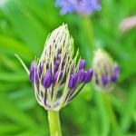 225b6ba94a372c82e7a1c5f46c5c50