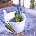 ムスカリの球根の水耕栽培。上手な育て方と花を咲かせるコツ
