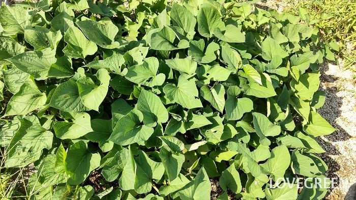 さつまいも サツマイモ さつまいも サツマイモ 育て方 栽培方法 植え付け 水やり 肥料 収穫