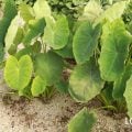 里芋 サトイモ さといも 育て方 栽培 性質 特徴 里芋とは   肥料 水やり 収穫 畑