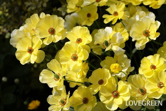 ラナンキュラス ラックス ラナンキュラス ラックス