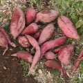 さつまいも サツマイモ  育て方 栽培方法 植え付け 水やり 肥料 収穫