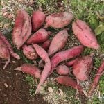 さつまいも サツマイモ 育て方 栽培方法 植え付け 水やり 肥料 収穫