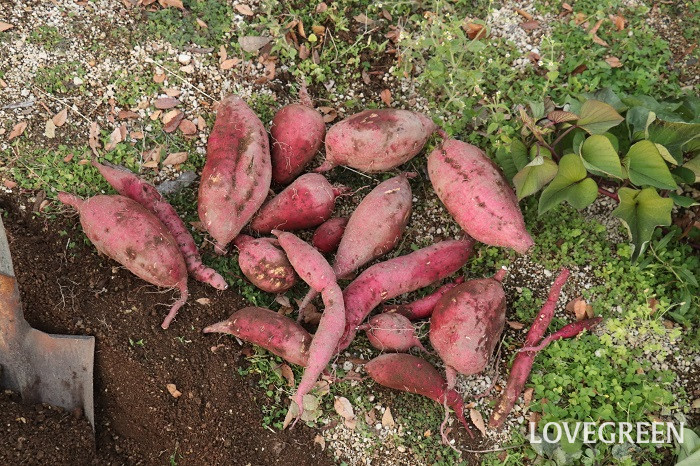 さつまいも サツマイモ さつまいも サツマイモ 育て方 栽培方法 植え付け 水やり 肥料 収穫